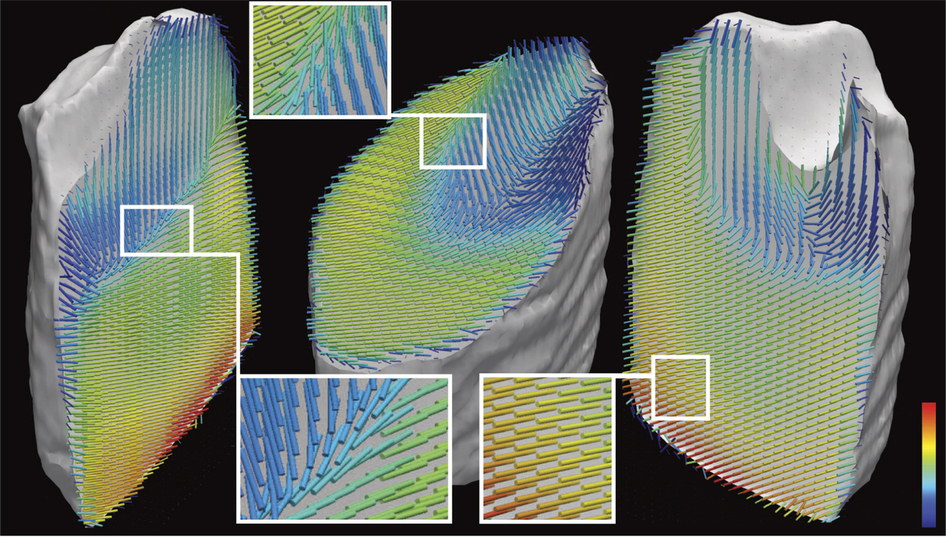 The reconstructed tooth segment of Schaff et al.. Reproduced with permission from http://dx.doi.org/10.1038/nature16060, Copyright © 2015, Rights Managed by Nature Publishing Group