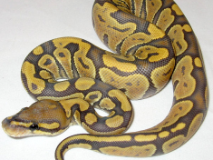 Hatchling orange ghost morph ball python. CC-licensed image from: https://commons.wikimedia.org/wiki/File:Orange_Ghost_%28Hypomelanistic%29_Ball_Python.jpg