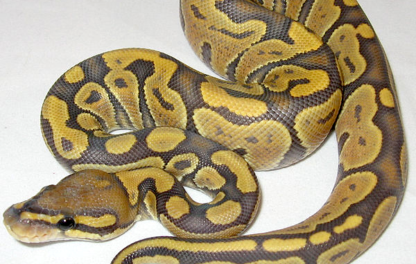 Hatchling orange ghost morph ball python. CC-licensed image from: https://commons.wikimedia.org/wiki/File:Orange_Ghost_%28Hypomelanistic%29_Ball_Python.jpg
