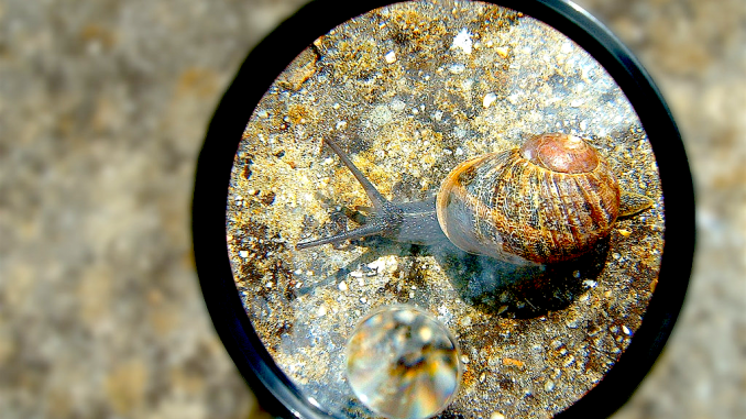 6 Months under the loupe. Image: CC-BY-licensed "Escargot/Snail" by OliBac. https://www.flickr.com/photos/olibac/560079597