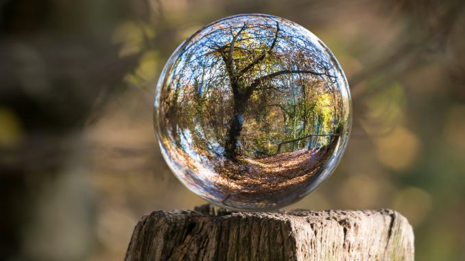 macro photography of tree