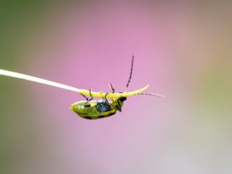 close up of green beetle on grass blade