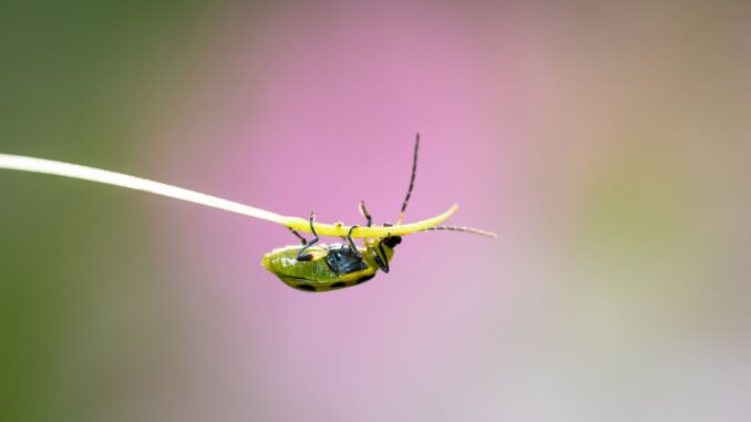 close up of green beetle on grass blade